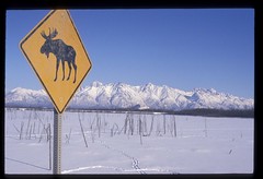 Moose crossing, Alaska