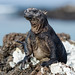 2015-08-19-15h27m20-Galapagos • <a style="font-size:0.8em;" href="http://www.flickr.com/photos/25421736@N07/20205118453/" target="_blank">View on Flickr</a>