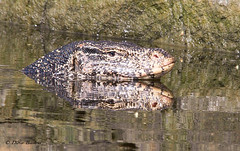 Water Monitor Lizard - Sri Lanka • <a style="font-size:0.8em;" href="http://www.flickr.com/photos/71979580@N08/20544350429/" target="_blank">View on Flickr</a>