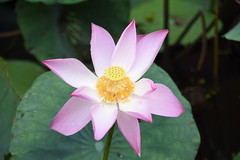 Freshly bloomed lotus in the grounds of the Vinh Trang pagoda