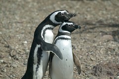 Magellanic Penguins, Argentina © Kitano / Dreamstime