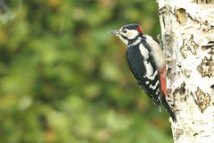 _DSC3493 Grote Bonte Specht : Pic epeiche : Picoides major : Buntspecht : Great Spotted Woodpecker
