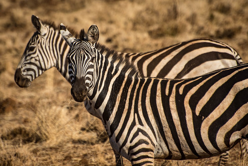 Zebras at Meru • <a style="font-size:0.8em;" href="http://www.flickr.com/photos/96277117@N00/21702099878/" target="_blank">View on Flickr</a>