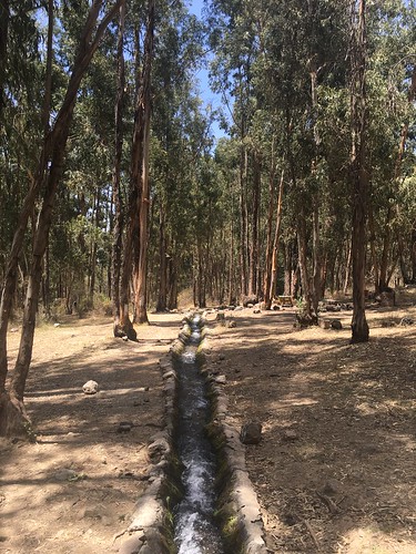 Le parc s'ouvre sur une forêt d'eucalyptus... enivrant !