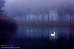 Swan in the mist