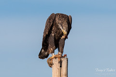 Bald Eagle devours Prairie Dog leg - 2 of 10