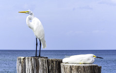 Egrets: Great & Snowy