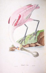 Anglų lietuvių žodynas. Žodis common spoonbill reiškia bendras spoonbill lietuviškai.