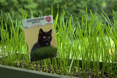 catgrass