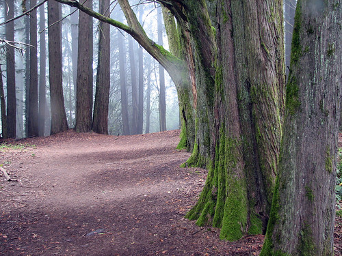 Redwood Peak Trail, Oakland, CA