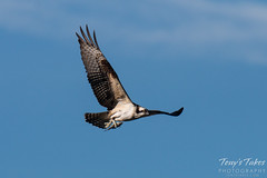 October 31, 2015 - An Osprey makes off with its breakfast in Longmont. (Tony's Takes)