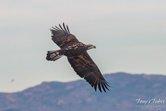 October 25, 2015 - Juvenile Bald Eagle in flight in Longmont. (Tony's Takes)