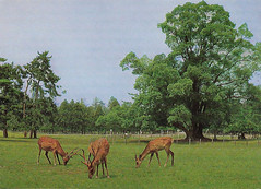 Anglų lietuvių žodynas. Žodis deer-park reiškia n = deer-forest lietuviškai.