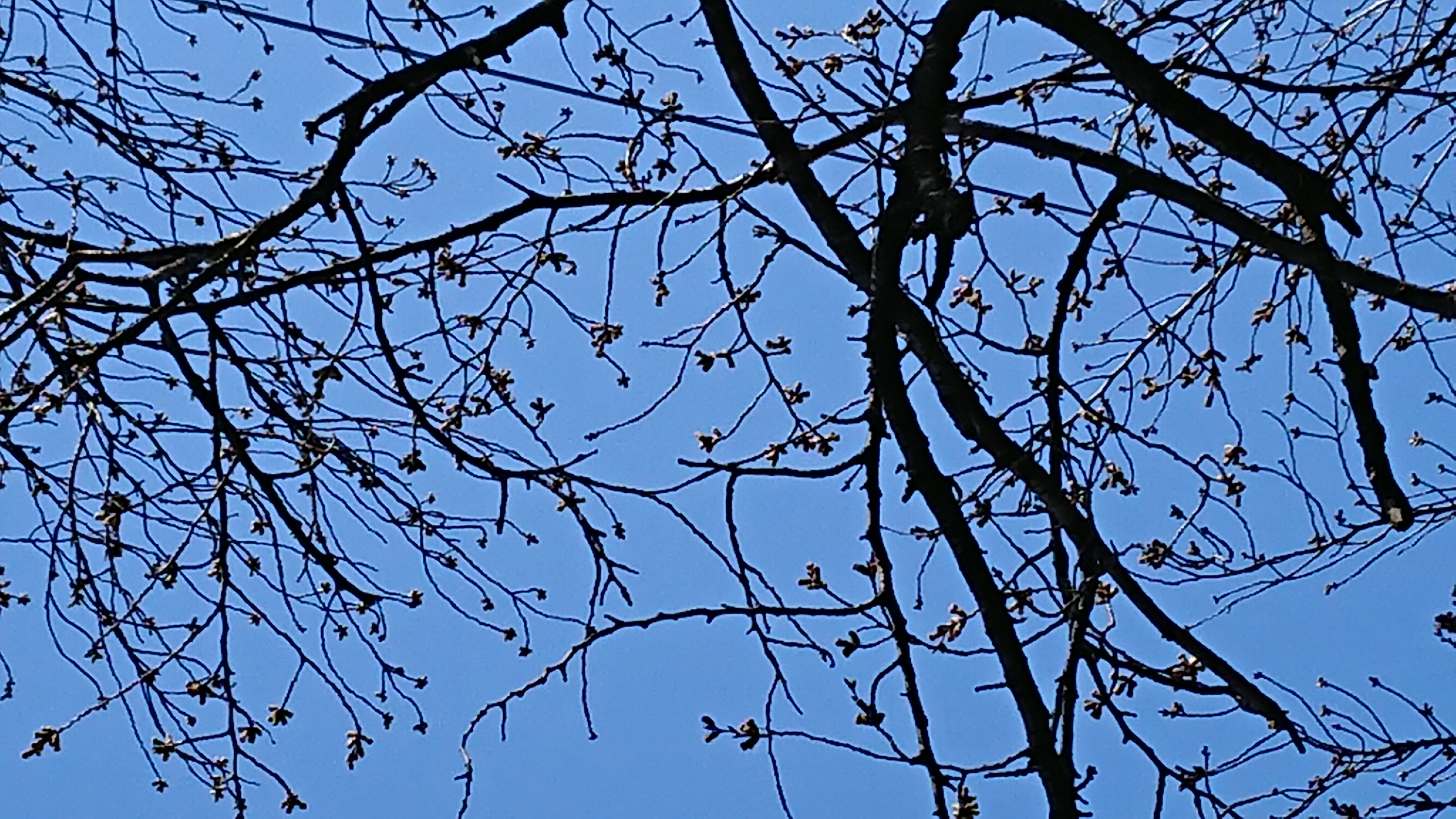 マンションの横の桜の木蕾が膨らんできてま...