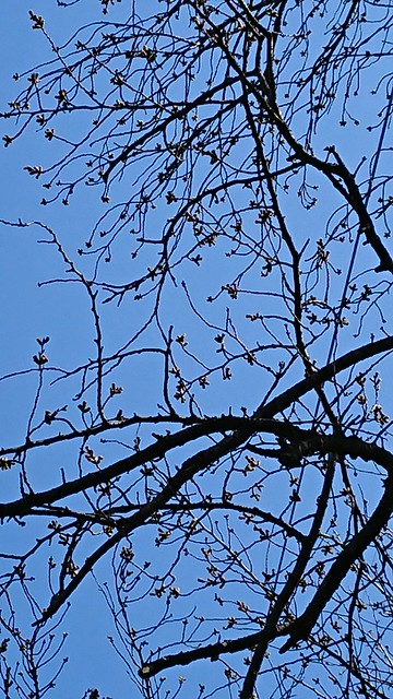 マンションの横の桜の木蕾が膨らんできてま...