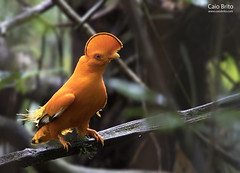 Guianan Cock-of-the-Rock (Rupicola rupicola)