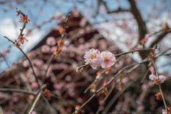 Cherry blossoms