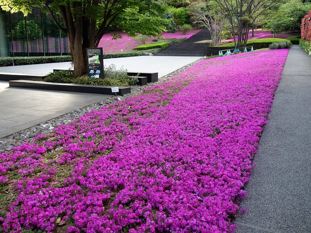 東京の桜は、すっかり散ってしまいましたが...