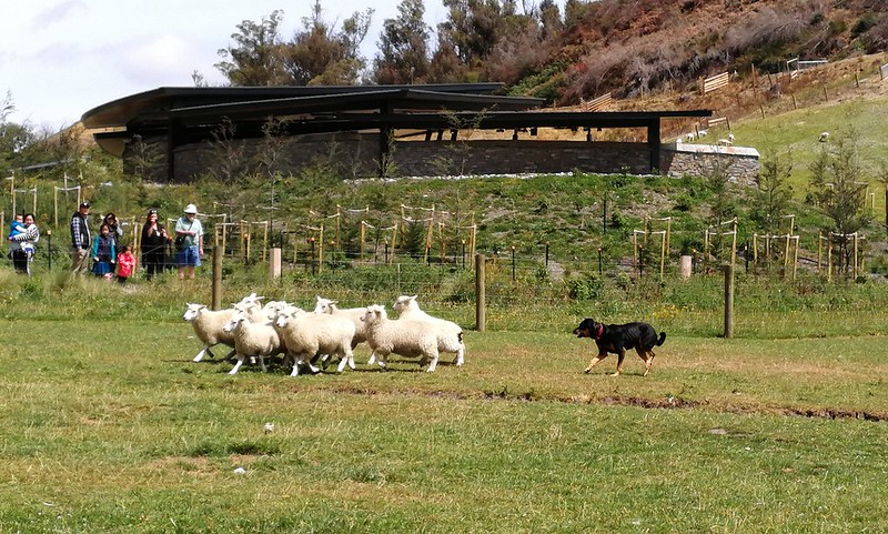 20180203_03 Walter Peak農場綿羊秀與BBQ 029s