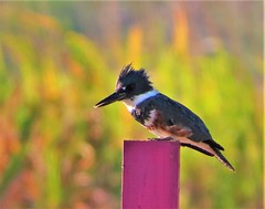 Anglų lietuvių žodynas. Žodis belted kingfisher reiškia juostinės tulžys lietuviškai.