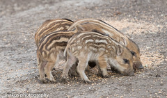Natuurpark Lelystad wild baby  Pigs