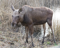 moose at natuurpark lelystad