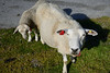 Sheep near Vinje