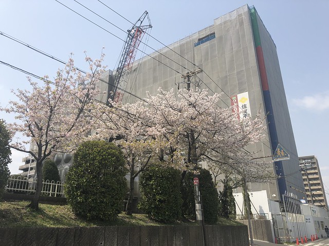 公園側も道路側も桜が綺麗に咲いてました。