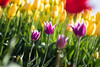 Tulips by Jonathan Miske, on Flickr