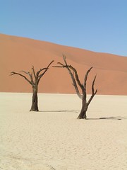 Dead vlei 2