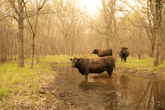 0318 Cows hang out at Clear Creek