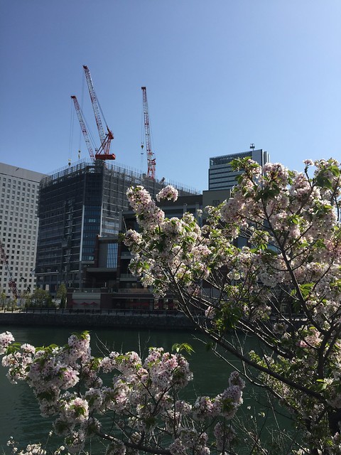 素敵なのは桜？
