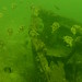 Balloonfish (Diodon holocanthus) and shipwreck
