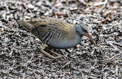 85O_8533 Water Rail (Please view large)