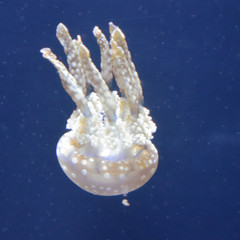 March 17: Jellyfish