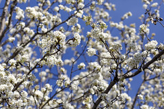 0310 White flowers on a Bradford Pear