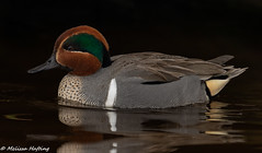 Green-winged Teal (Anas crecca carolinensis) - Burnaby, BC