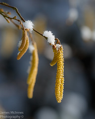 Catkins in the snow