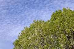 0315 Bradford Pear Tree and sky