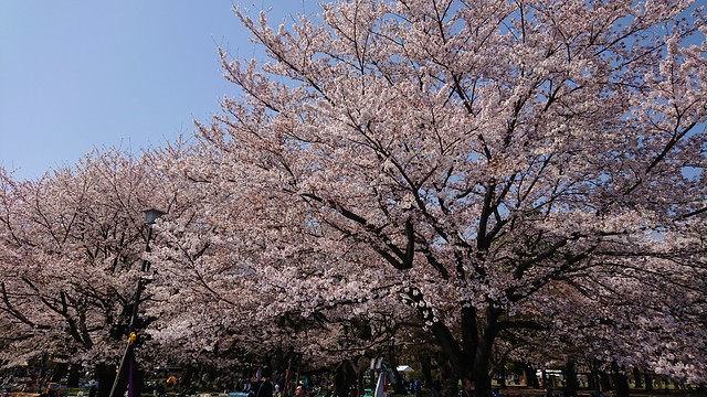 小金井公園に花見に来ました。桜まつりやっ...