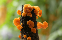 Anglų lietuvių žodynas. Žodis pore fungus reiškia porų grybelio lietuviškai.