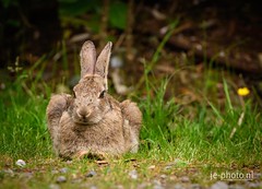 Anglų lietuvių žodynas. Žodis easter bunny reiškia velykų zuikutis lietuviškai.