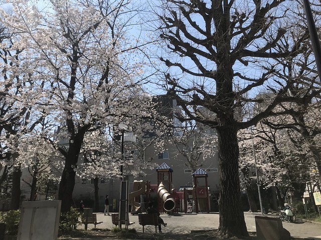 奇遇ですね。三栄町公園の桜です。