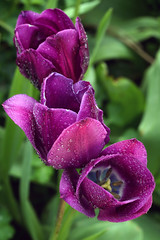 Tulips80