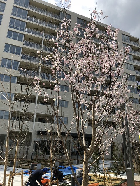 広場の桜も咲き始めました。職人さんは、桜...