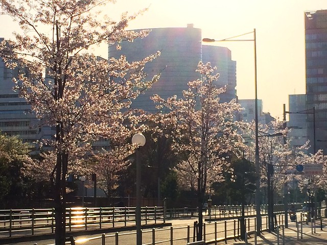 港南の桜も年々育ってます。