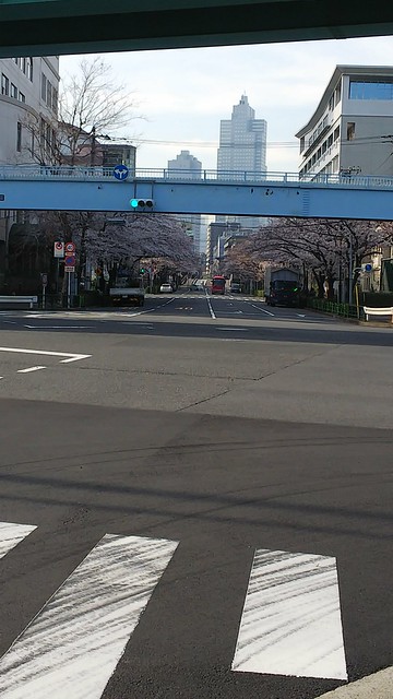 小学校前の桜も咲いてました。晴海通り越し...