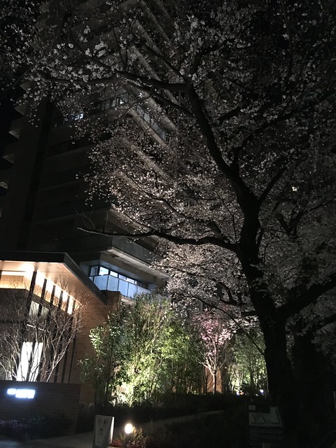 夜桜！