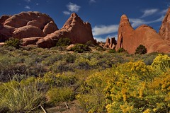 Fins of Sandstone and Yellows of Flowers (Arches National Park)