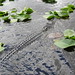 American alligator. Near Miami, FL. 2006. • <a style="font-size:0.8em;" href="http://www.flickr.com/photos/62152544@N00/235056450/" target="_blank">View on Flickr</a>